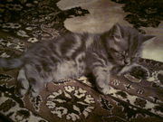 Британская породистая кошка