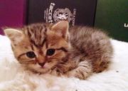 Котята породы Скоттиш Страйт