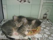 Очаровательные котята