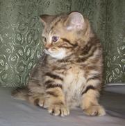 британцы чистокровные