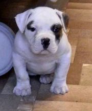 Американский бульдог, щенки