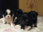 японский хин