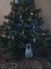 пропал сиамский (тайский) котёнок