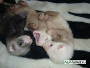 Продам хорьков!!!