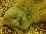 вязка кот порода скоттиш-страйд