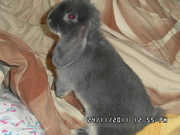 Продам карликого кролика