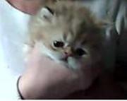 Персидские котята