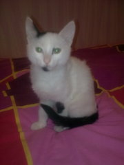 отдам в хорошие руки котика, 3 мес.