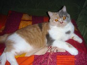 Ищем котика для вязки