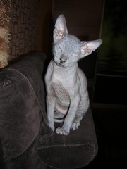 Мальчик донской сфинкс по очень низкой цене