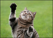 Молодой и энергичный котик приглашает дам на вязку