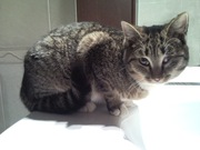 кошечку в добрые руки