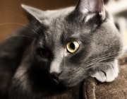 Приглашаем котика на вязку