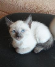 Тайские котята