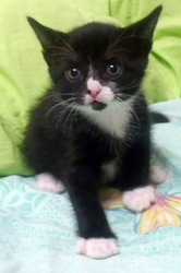 Отдам котёнка в хорошие руки!!!
