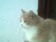 Отдам кошечку