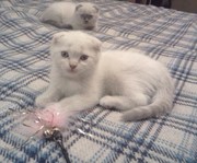 клубная кошечка scottish fold