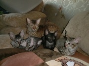 Три кудрявых мальчика корниш-рекс 918-417-04-07