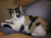 Отдам в хорошие руки