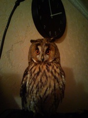 Продаю Ушастую сову