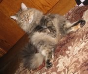 Отдам кошку в добрые руки! 