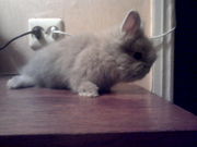 Продаю карликовых декоративных крольчат