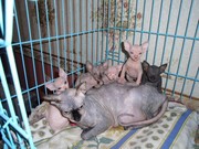 Котята канадского сфинкса из питомника
