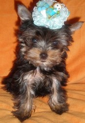 Роскошная девочка йорка