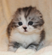  Шотландские котята от титулованных производителей