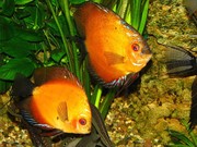 Продажа аквариумных рыбок