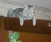 потерялся кот окрас 