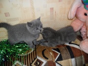британские котята 2 мес