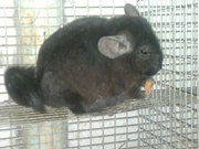 Продаю шиншил-молодняк