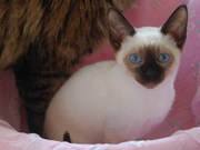 тайские котята от титулованных производителей