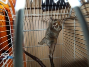 Продам Лемура (малый толстый лори),  ручной,  возраст 3 года,  самка,  с д