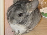 Продам очаровательного шиншилла