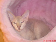 продаю сфинкса