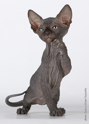 питомник каанадских сфинксов предлагает