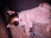 отдам кошку