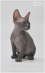 Продаются донские сфинксы