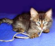 Отдам в добрые руки котенка метиса