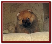 Померанского миниатюрного шпица девочка из