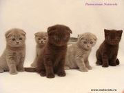 Очаровательные шотландские вислоухие котята!