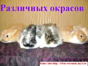 В КАЛИНИНГРАДЕ ПРОДАЮТСЯ КРОЛЬЧАТА!