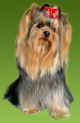 Очаровательные йорчики