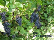 Саженцы подмосковного винограда
