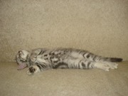 Продаю Шотландского котенка!!!