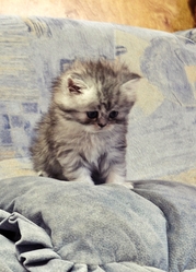 Продаю персидских котят