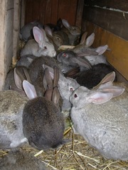 Кролики мясной породы