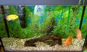 Продам аквариум с рыбами